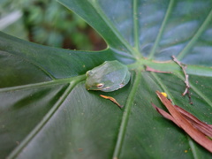 Zhangixalus taipeianus