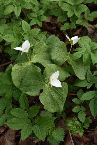 Trillium camschatcense iNat (2)