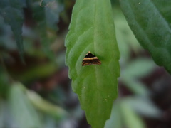 Choreutis basalis