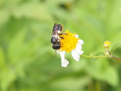 Megachile conjuncta