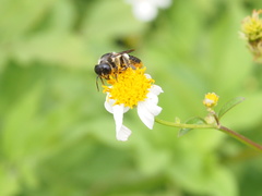 Megachile conjuncta