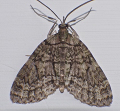 Sauris commoni
