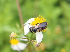 Megachile conjuncta