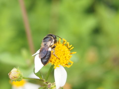 Megachile conjuncta