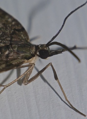 Sauris commoni