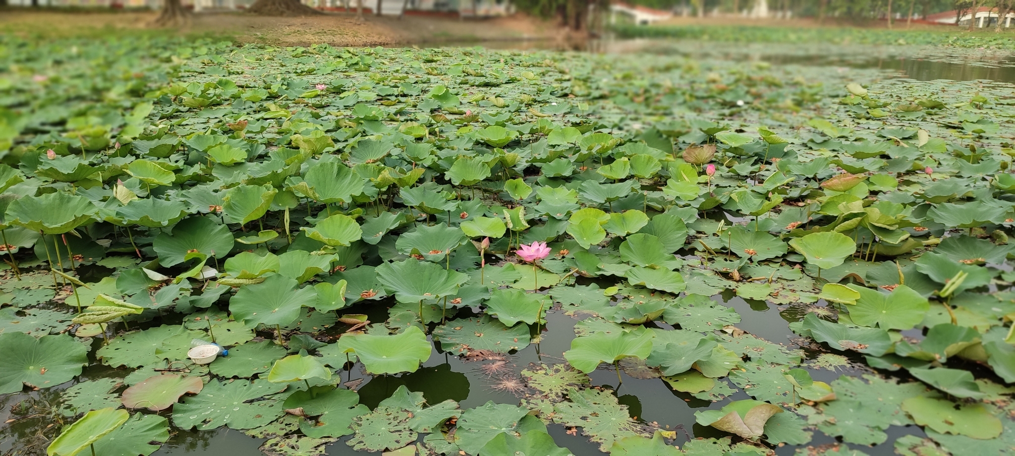 Nelumbo nucifera Gaertn.