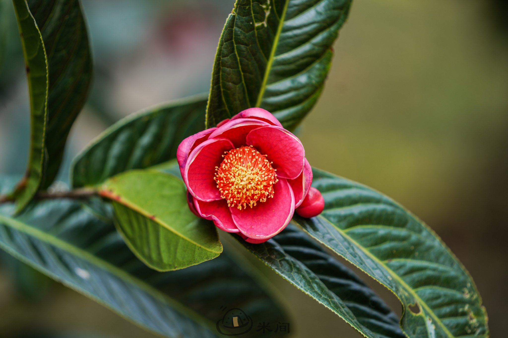 Theaceae