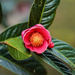 Camellia Family - Photo (c) leung-, some rights reserved (CC BY-NC)
