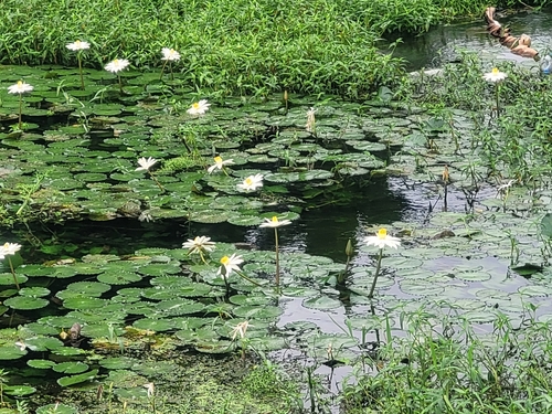 Egyptian white water-lily