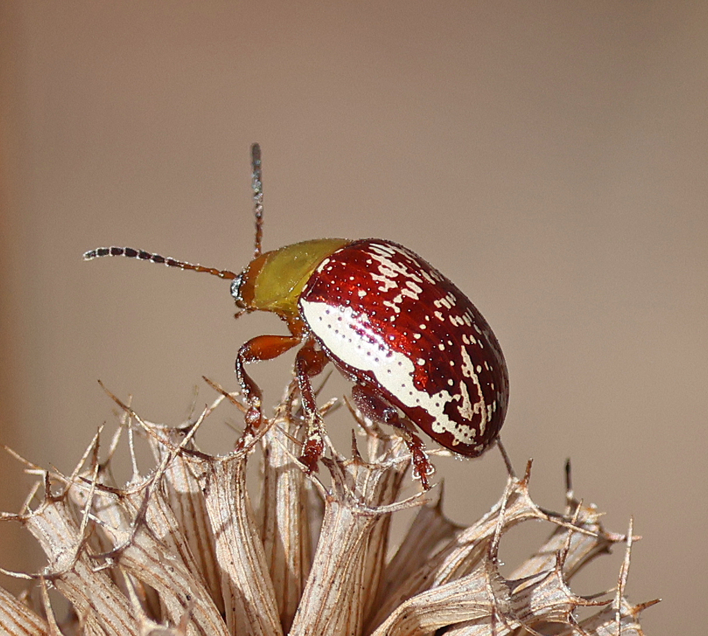 Blepharidina