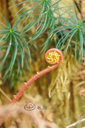 Blechnum orientale