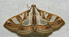 Glyphodes pyloalis