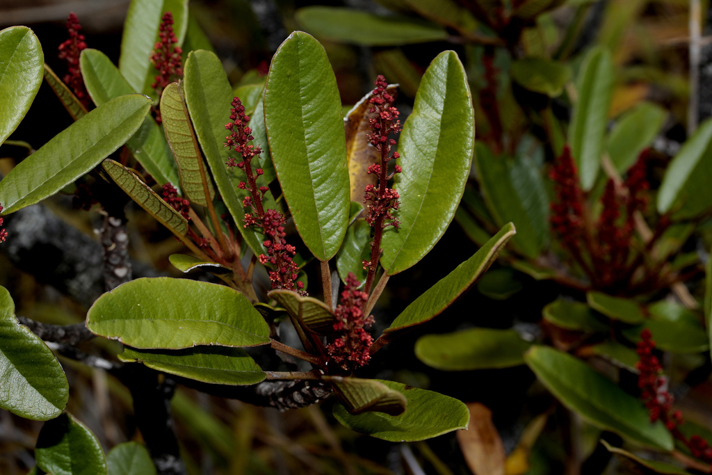 Soulamea moratii