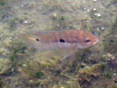 Cichlasoma dimerus