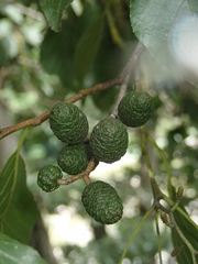 Alnus formosana