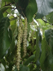Alnus formosana