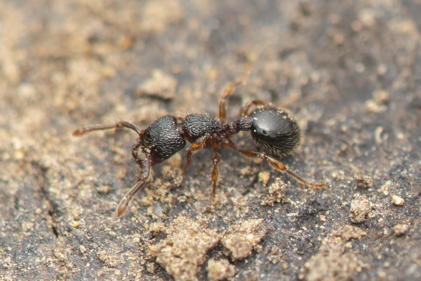 Myrmecina sinensis