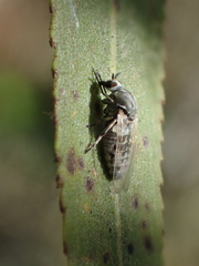 Simulium vittatum