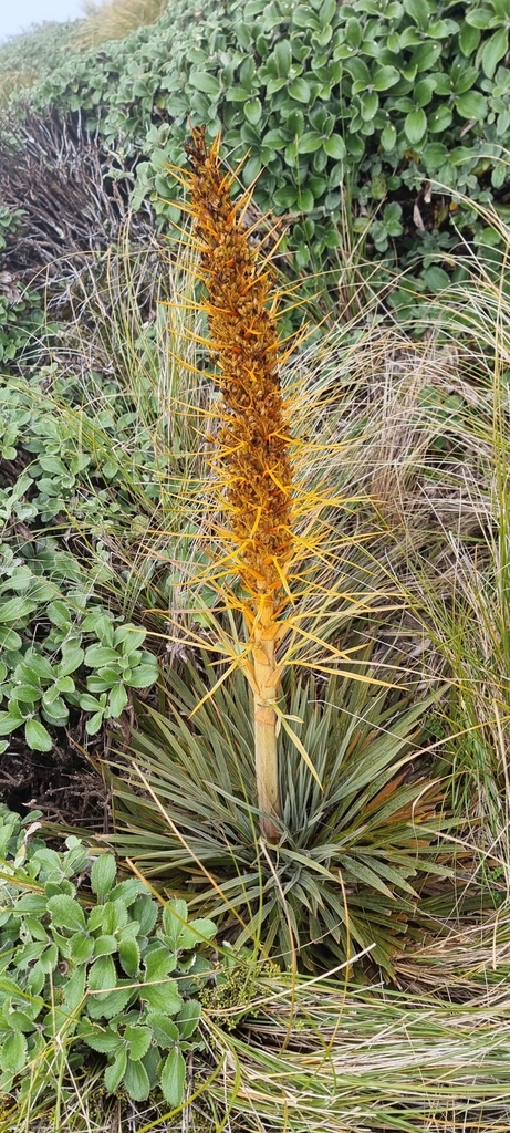 Giant Speargrass From Hastings 4171 New Zealand On March 08 2023 At 04 19 Pm By