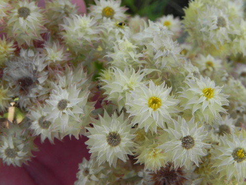 Image of Helichrysum rugulosum by no rights reserved