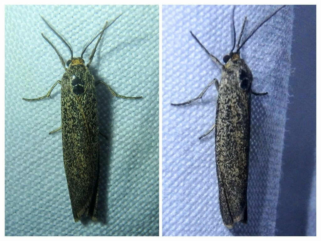 Coscinia romeii