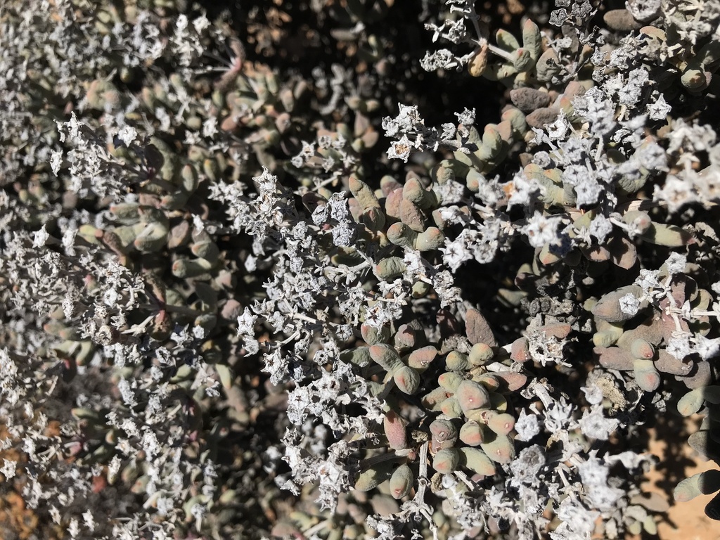 Eberlanzia velutina