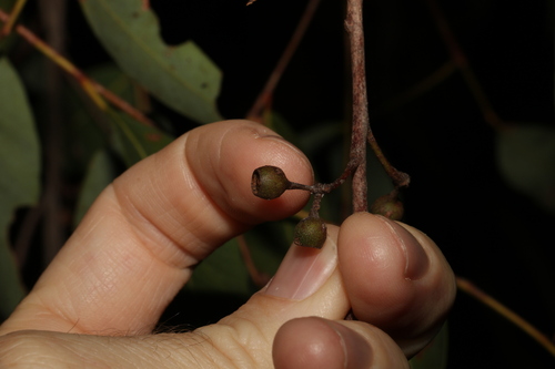 Image of White Mahogany (Eucalyptus acmenoides) by (c) Greg Tasney, some rights reserved (CC BY-SA)