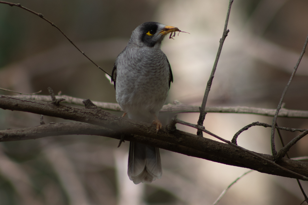 Noisy Miner from Gawler SA, Australia on March 8, 2023 at 03:40 PM by ...