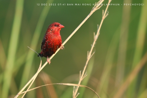 Bengali rouge