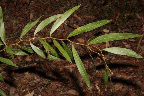 Image of Acacia macradenia by (c) Greg Tasney, some rights reserved (CC BY-SA)