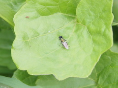 Prosopochrysa vitripennis