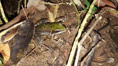 Lithobates maculatus