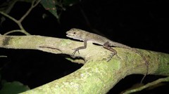 Anolis macrophallus