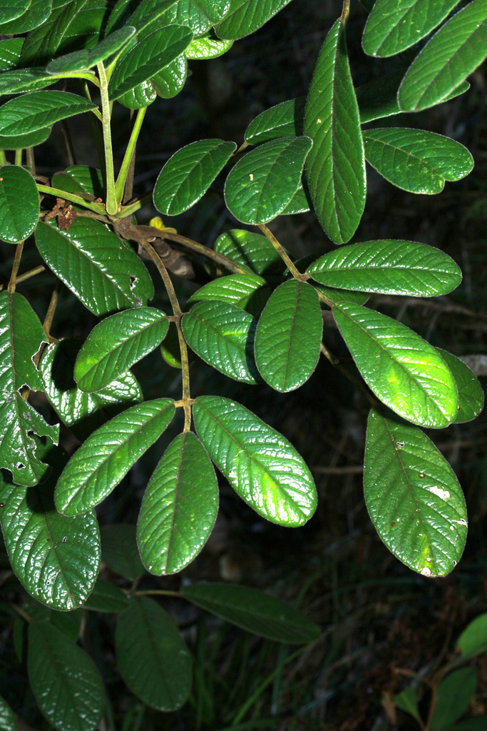 Soulamea rigaultii