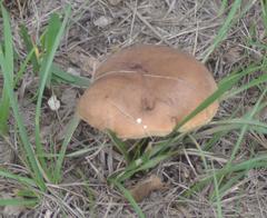 Tylopilus ferrugineus