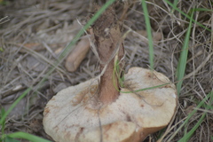 Tylopilus ferrugineus
