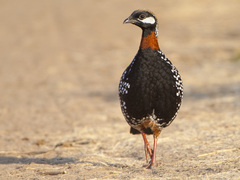 Black Francolin photo 3