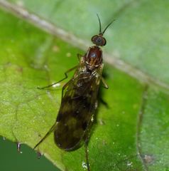 Sylvicola undulatus