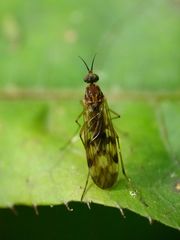Sylvicola undulatus