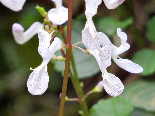 Plectranthus verticillatus image