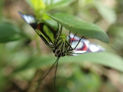 Erateinini