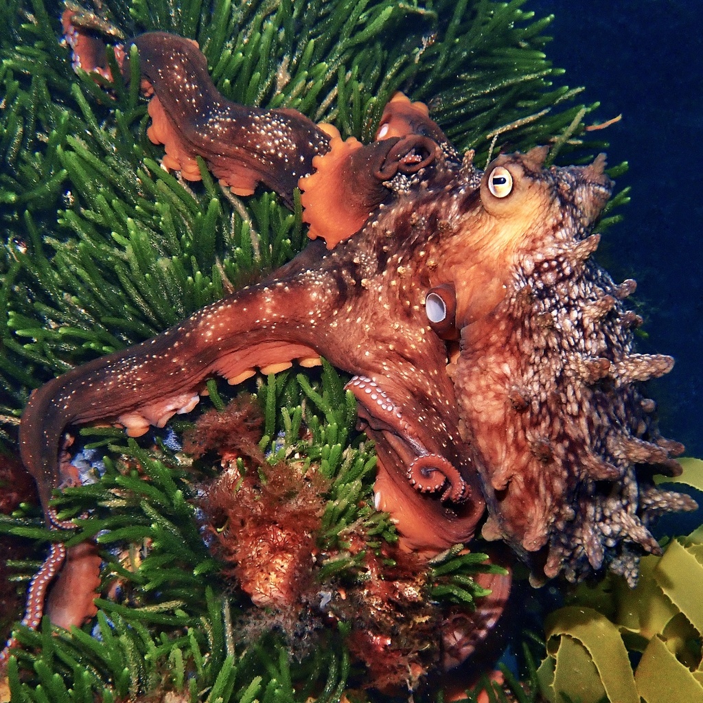 New Zealand Octopus