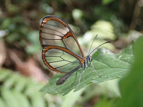 Pteronymia carlia