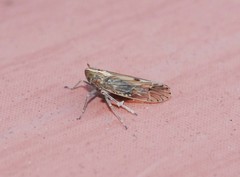 Stenocranus matsumurai