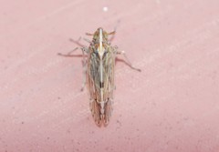 Stenocranus matsumurai