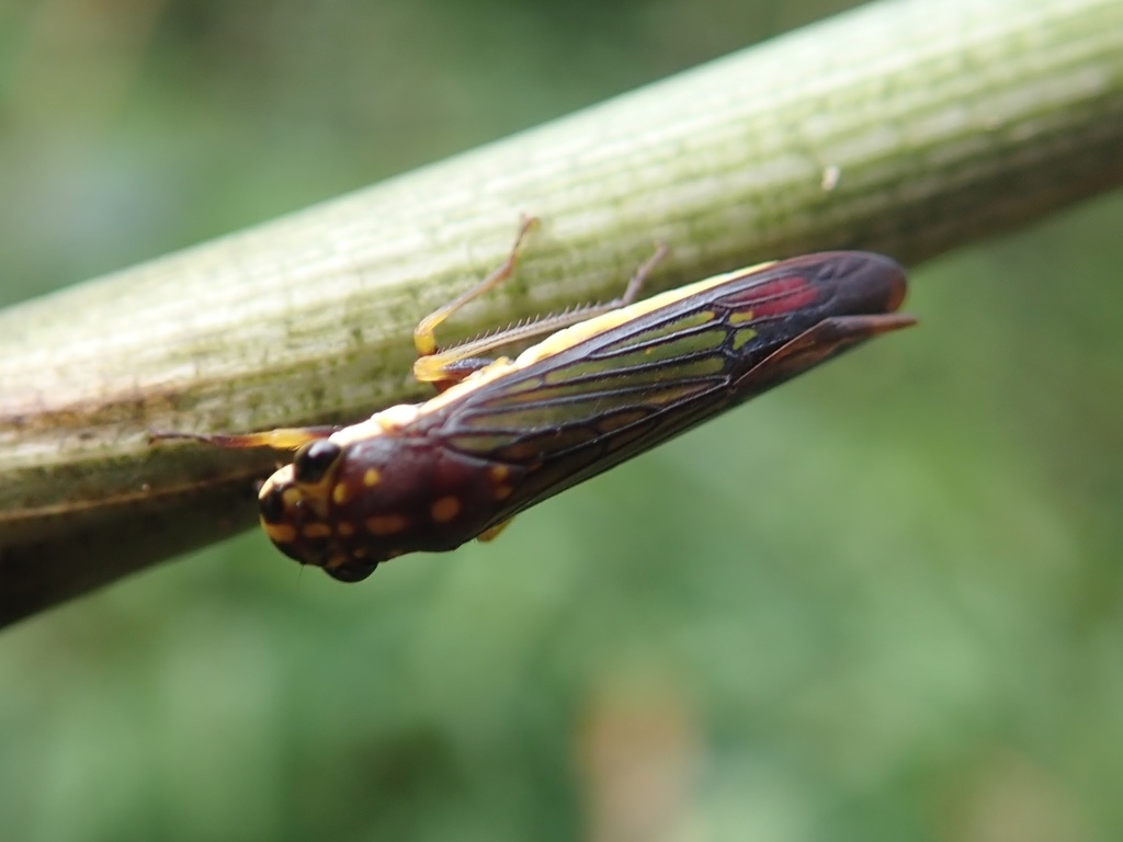 Egidemia speculifera