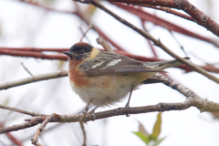 Bay-Breasted Warbler photo 5