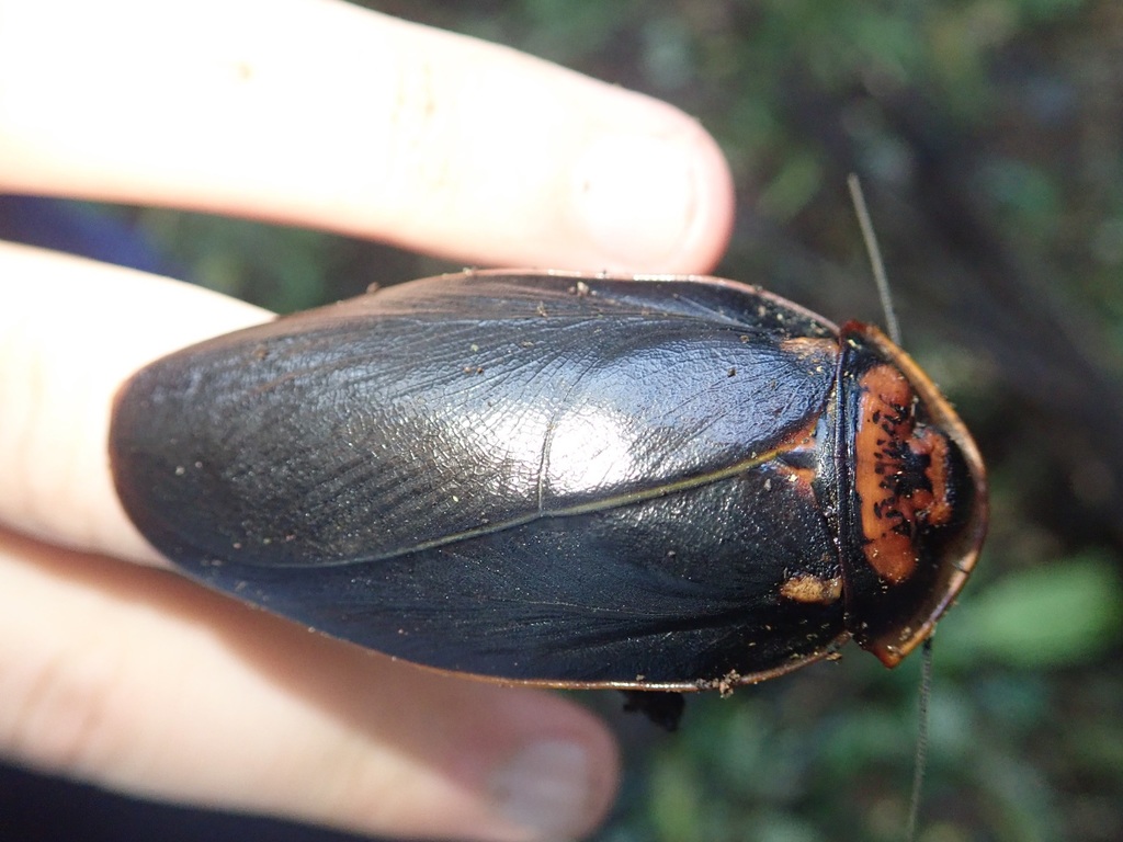 Monastria similis