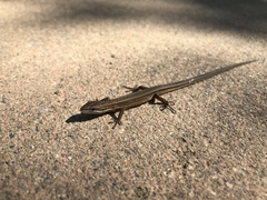Takydromus wolteri
