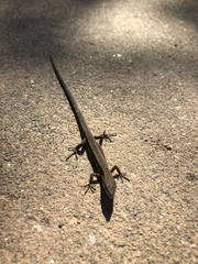 Takydromus wolteri